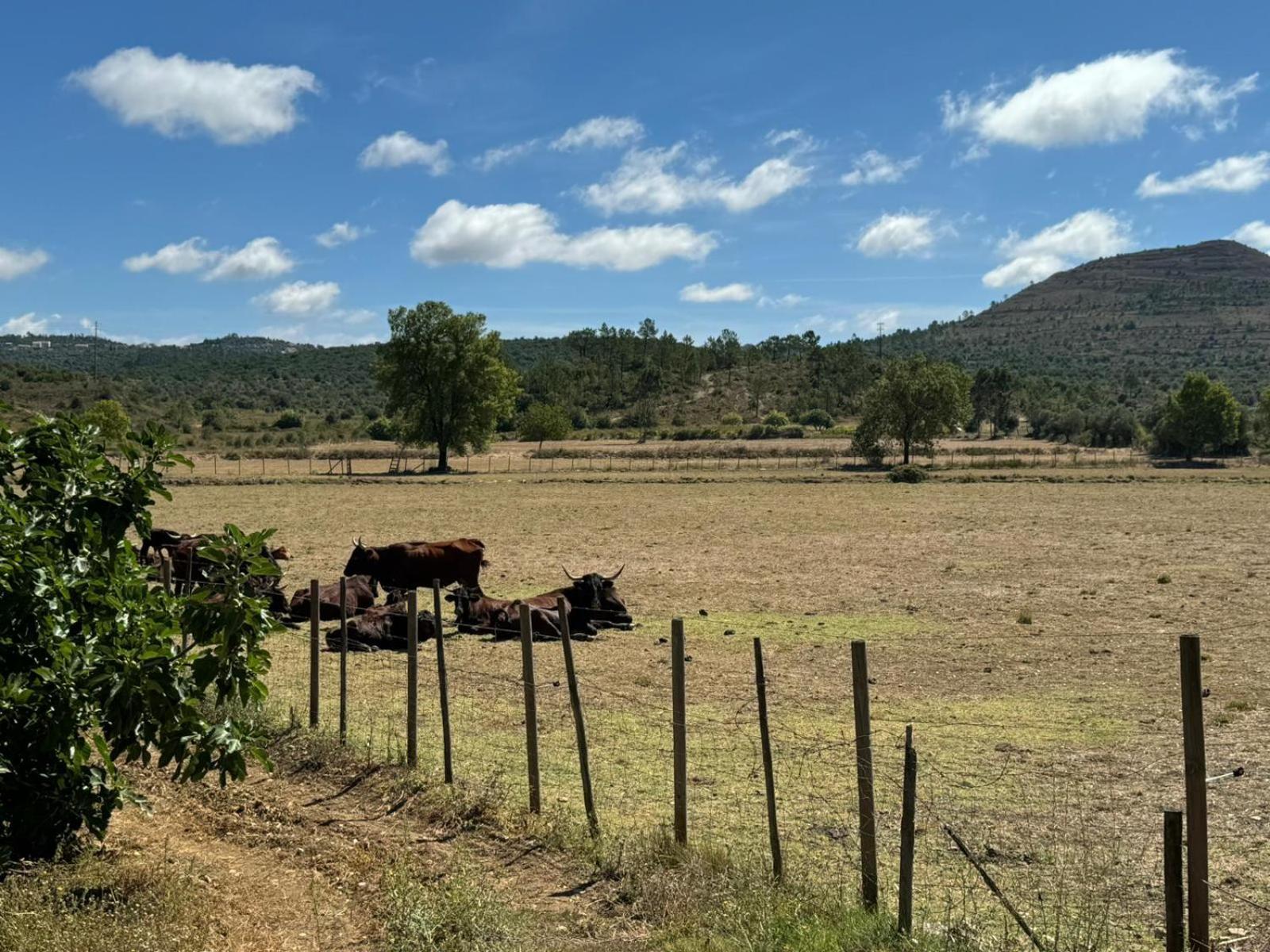 Casa Da Lima - Nestled In Nature On Santiago'S And Fatima'S Path, Close To Coimbra And Rabacal Alvorge المظهر الخارجي الصورة